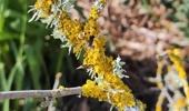 Lichen on Magnolia stems.