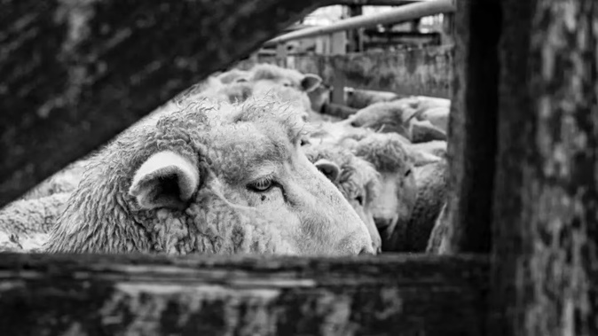 Among the 32 sheds investigated, 11 held ZQ accreditation – a New Zealand certification intended to assure ethical wool production. Photo / RNZ