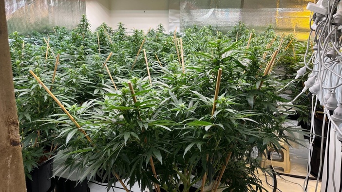 Police seized more than 10 tonnes of cannabis from 120 clandestine 'grow houses' across Auckland during Operation Beryl in July and August 2025. Photo / NZ Police