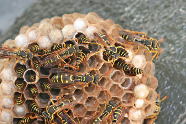 A nest of Chinese paper wasps; the white capped cells contain pupae which hatch as adult wasps. Photo / Supplied