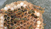 Ruud Kleinpaste: Paper wasps and their nests