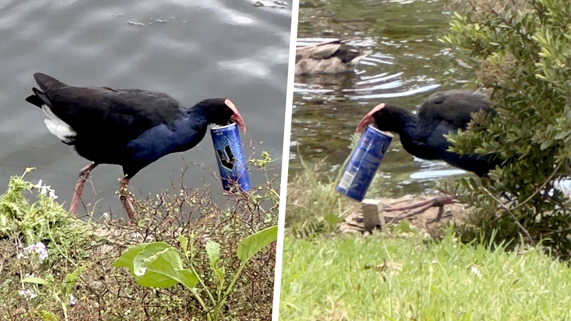 Pūkeko freed after five days with energy drink can stuck on beak