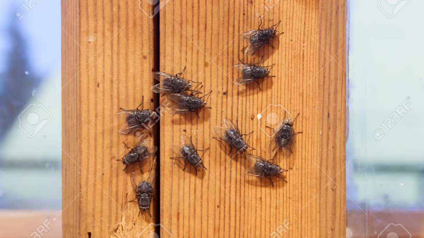 There were hundreds of flies at the West Auckland rental property, along with a strong stench of dog poo and urine. Photo / 123RF