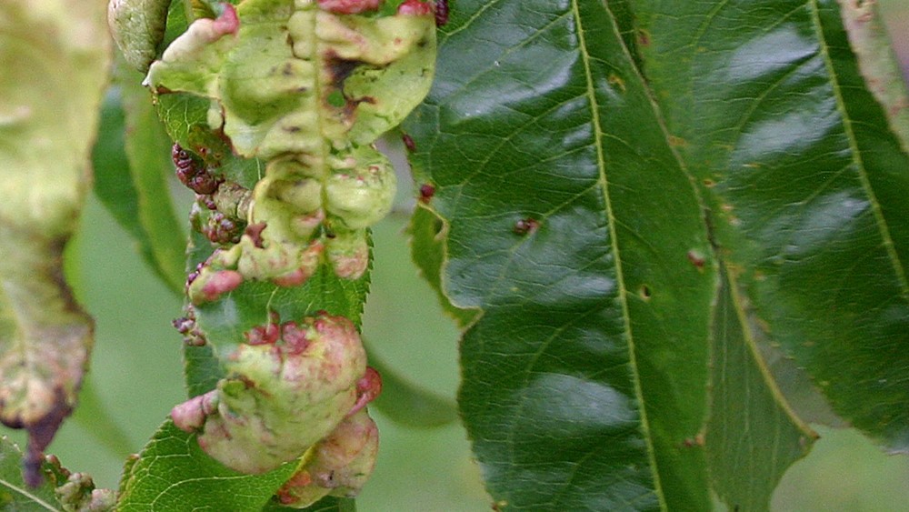 Ruud Kleinpaste: Taphrina deformans or peach leaf curl
