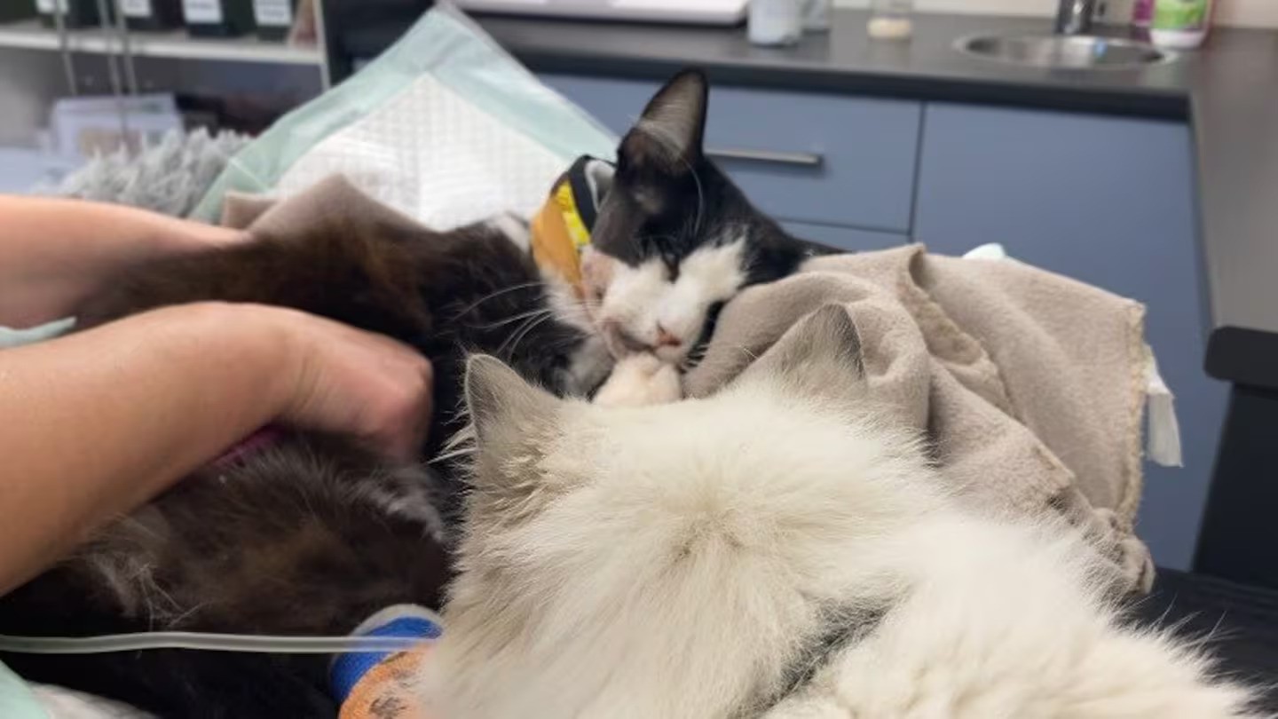 'Sociopathic behaviour': $2000 reward offered to find cat shooter