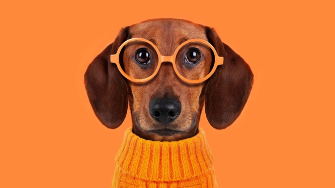 Have we gone overboard on pampered pooches? Photo / Getty Images