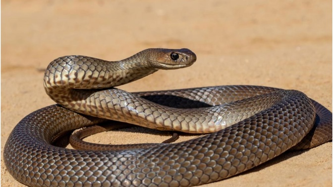 An Australian eastern brown snake being defensive. Photo / Ken Griffiths