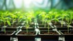 Scientists welcome regulator's call sorting ‘null segregants’ from GMOs 