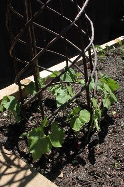 D:\My Pics\vegetable garden\Borletti Beans seedlings 1.JPG