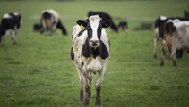 The Panel: Unpacking the results of the latest methane survey