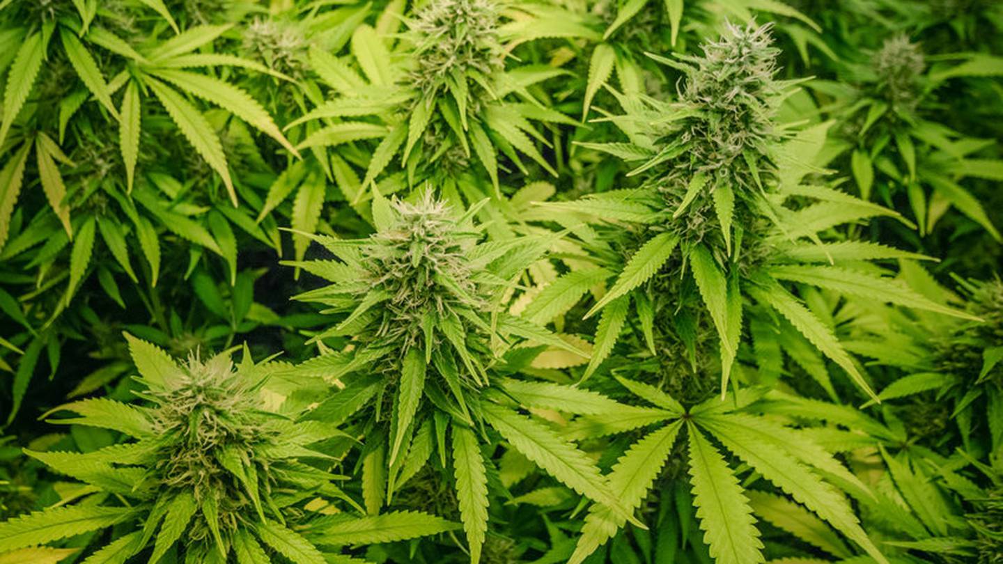 A cannabis grower moved himself into a rented warehouse during the 2019 Covid lockdown so that he could attend the valuable crop growing there. Photo / 123RF