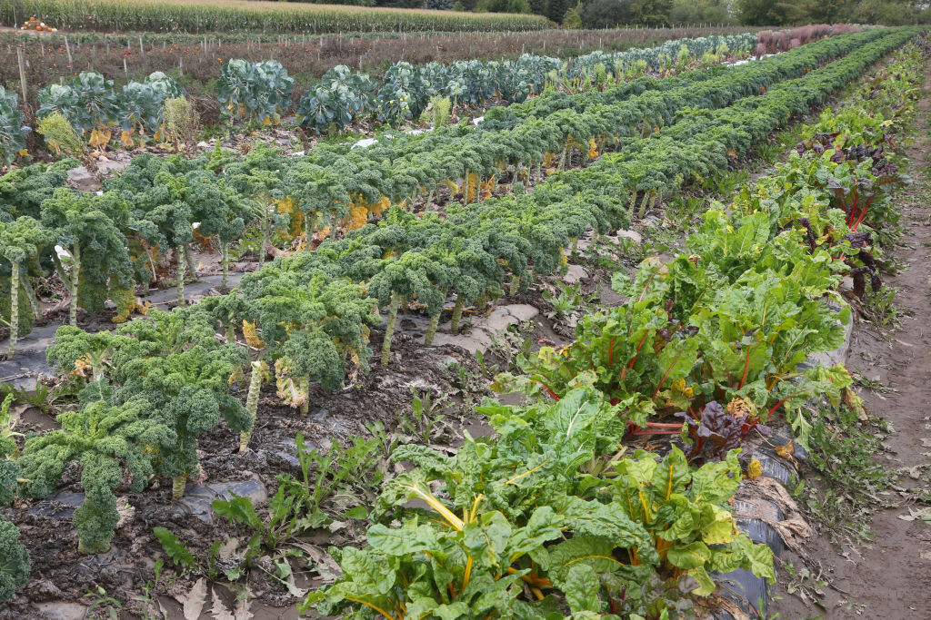 (Photo / Getty Images)