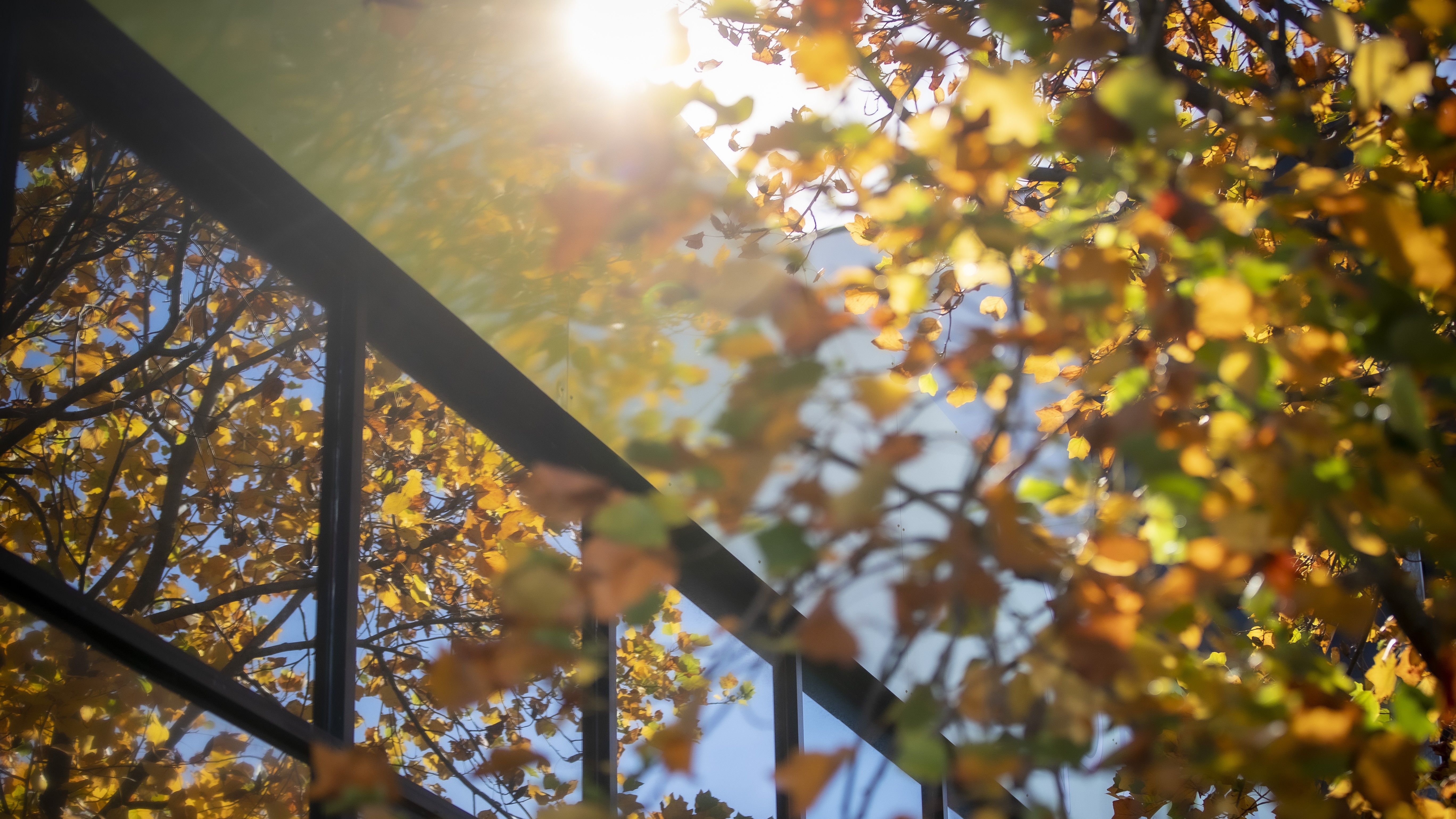 Autumn leaves are falling down - what can you do with them? 