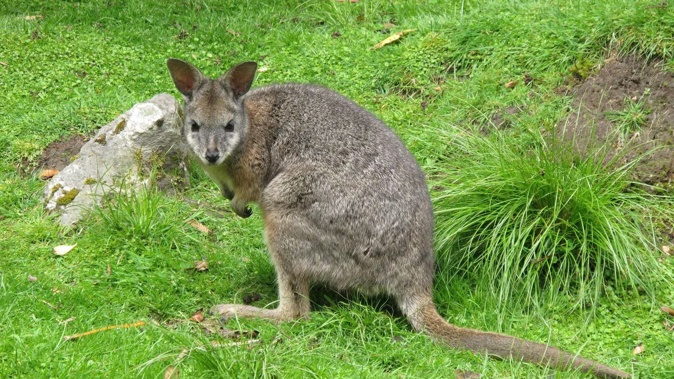 A file shot of a Dama wallaby, similar to one found in Northland.