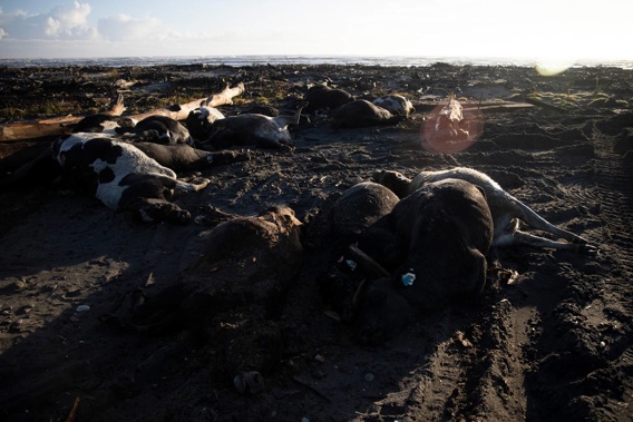 The cows died in the flood at the weekend. Photo / George Heard