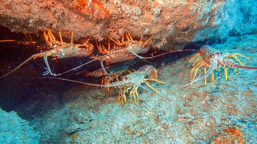 Artificial reef now under two year fishing ban