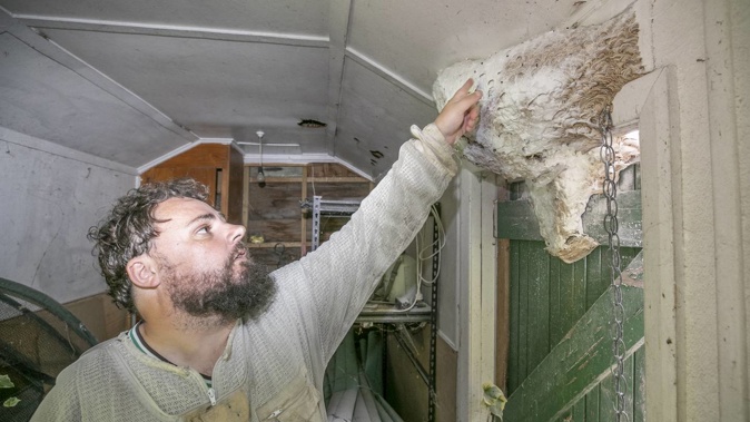 Kieran Chisnall, a part-time wasp eradicator, checks a wasp nest he recently sprayed, the largest he has ever dealt with. Photo / Warren Buckland