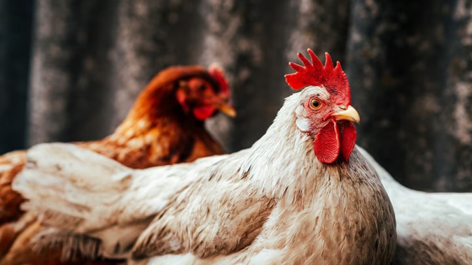 The Government is seeking to make it clear farm kids can do light chores, like collecting eggs, without compromising safety. Photo / 123rf.com