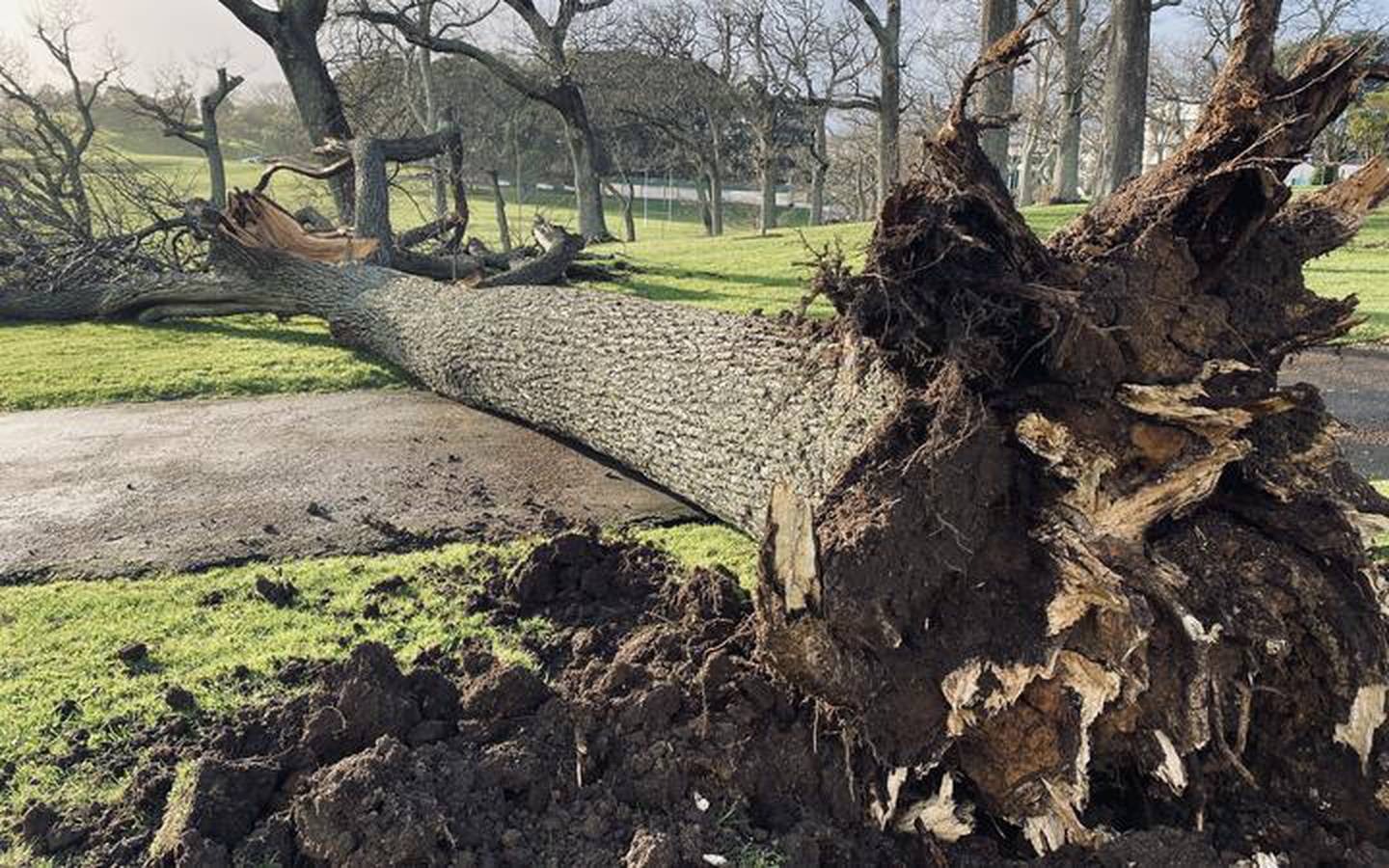 A tree uprooted in Auckland's Domain during the storm. (Photo / RNZ, Marika Khabazi)