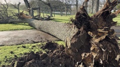 A tree uprooted in Auckland's Domain during the storm. (Photo / RNZ, Marika Khabazi)