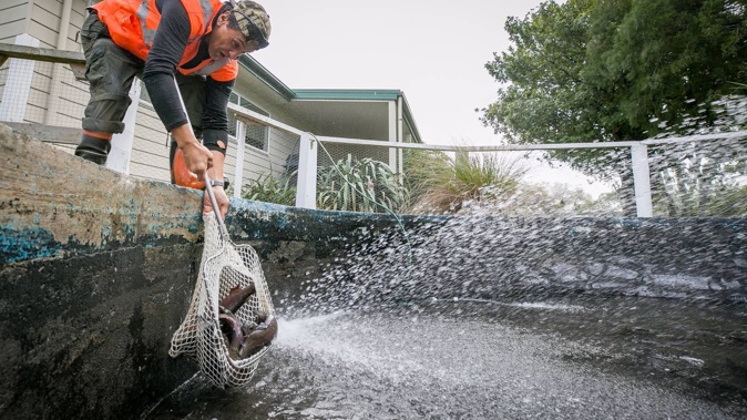Davy Jones, Fish & Game field officer, unloads Tūrangi rainbow trout from a truck at Fish & Game Napier. Photo / Warren Buckland