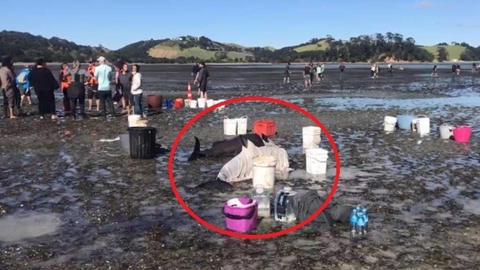 Locals on Auckland's Waiheke Island have shrouded dolphins in makeshift coverings after a mass stranding today. Photo / Prepper Kiwi'