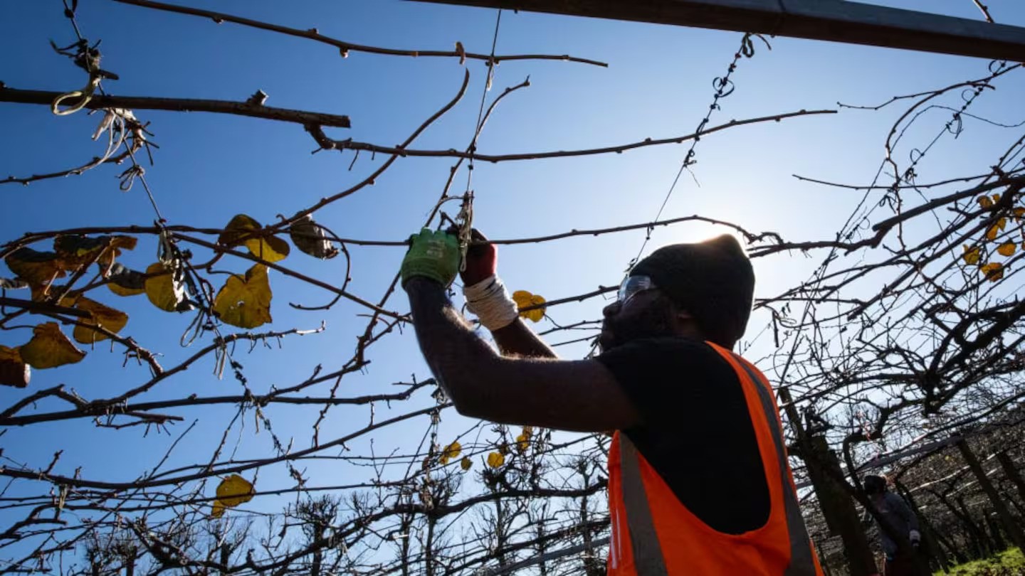 Government reviews RSE visa scheme, report calls for reform