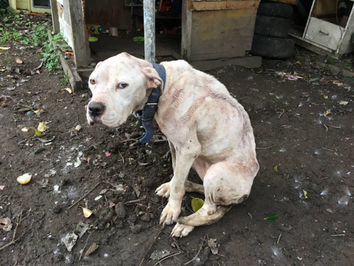 Most severe neglect seen in years': Dog found starving, flea ...