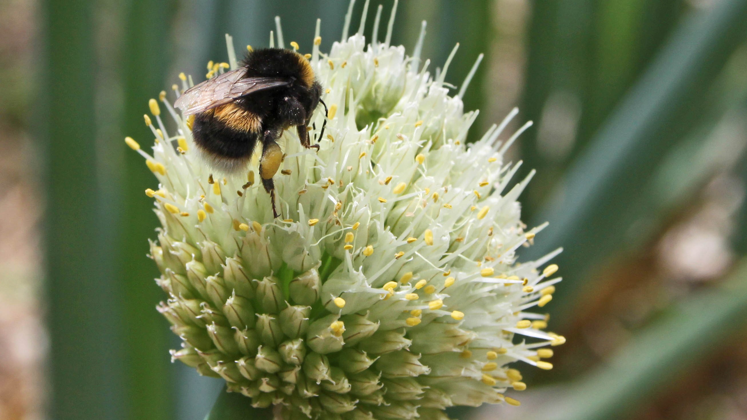 Ruud Kleinpaste: Attractive colours and pollinators