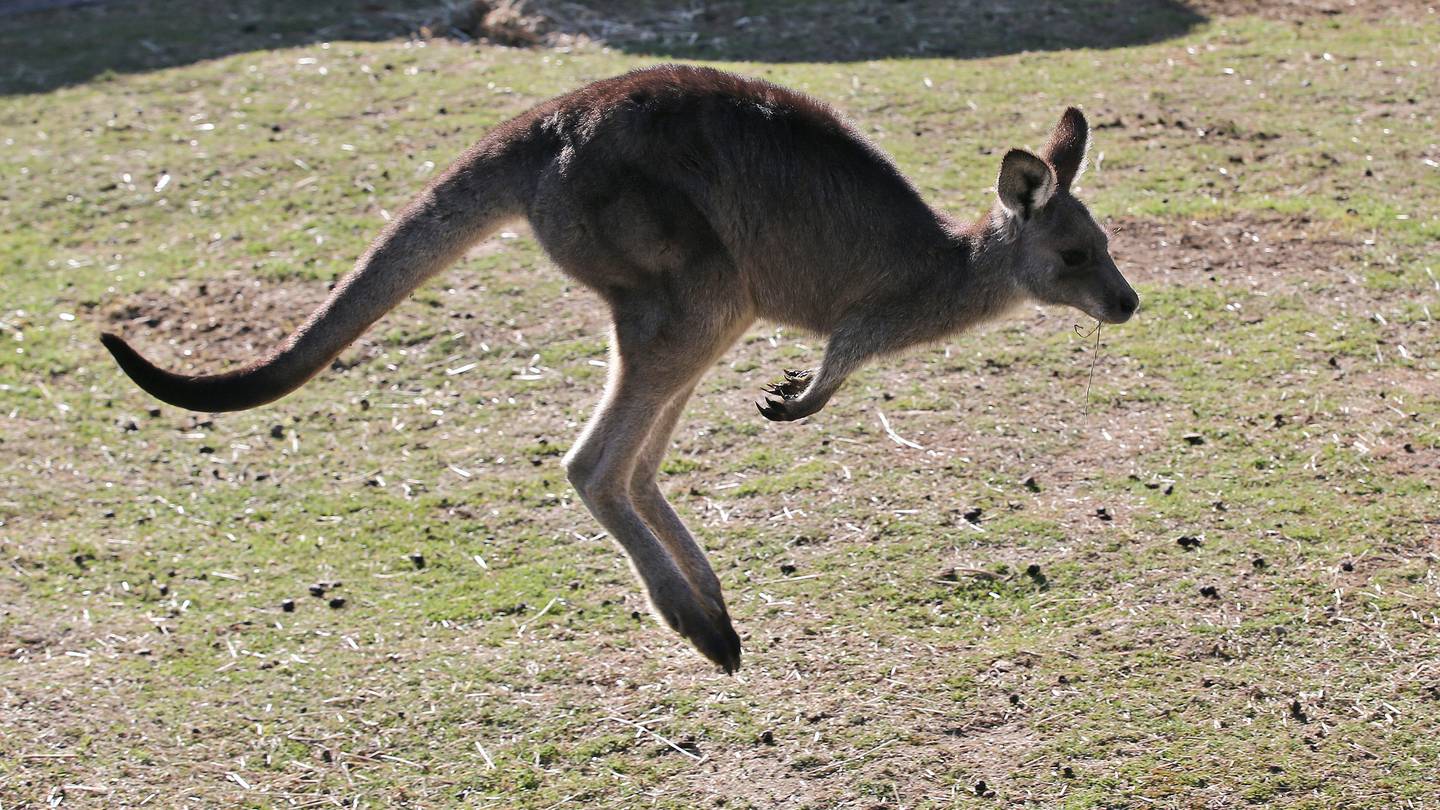 A 77-year-old man has died after a rare kangaroo attack in remote southwest Australia. Photo / AP