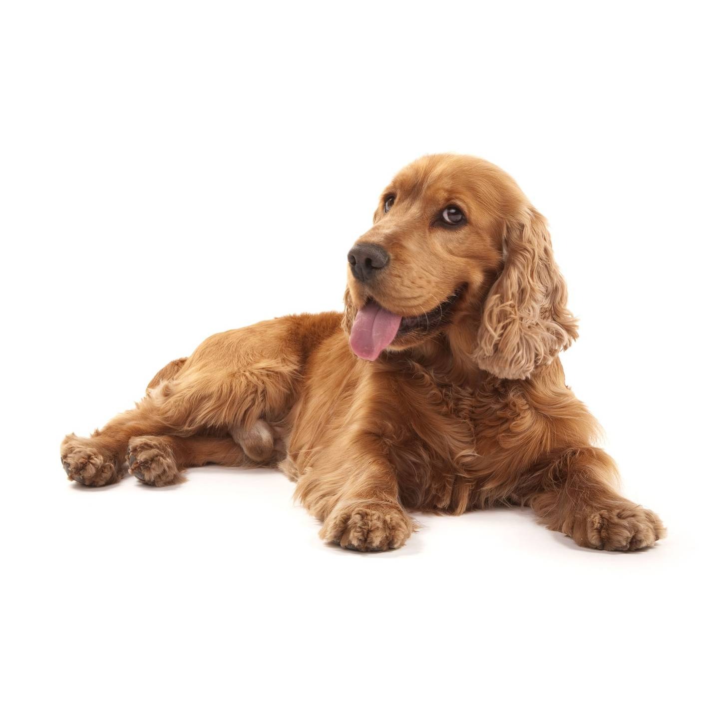 The family's cocker spaniel, similar to this, is thought to have turned on the element on the stove. Photo / 123RF