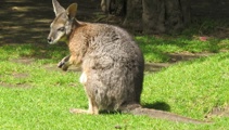 Wild wallaby found in Kinloch garden