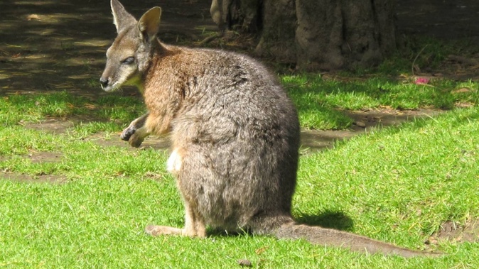 A dama wallaby like this one has been seen in Kinloch.