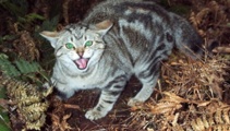 Cat-hunting tournament returns to Canterbury after public backlash