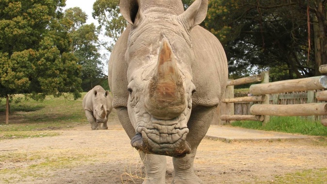 A Christchurch zoo is heartbroken by the death of its much-loved white rhino. Photo / Supplied