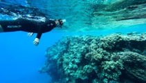 Coral bleaching hits 75 percent of Great Barrier Reef
