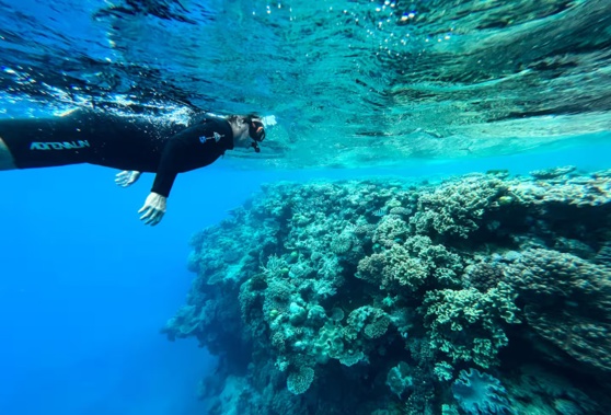 A diver inspects a coral head along the Great Barrier Reef in August 2022 on Hastings Reef. Bleaching events and global warming have done significant damage to the Great Barrier Reef, threatening its Unesco World Heritage List status. Photo / Getty Imges
