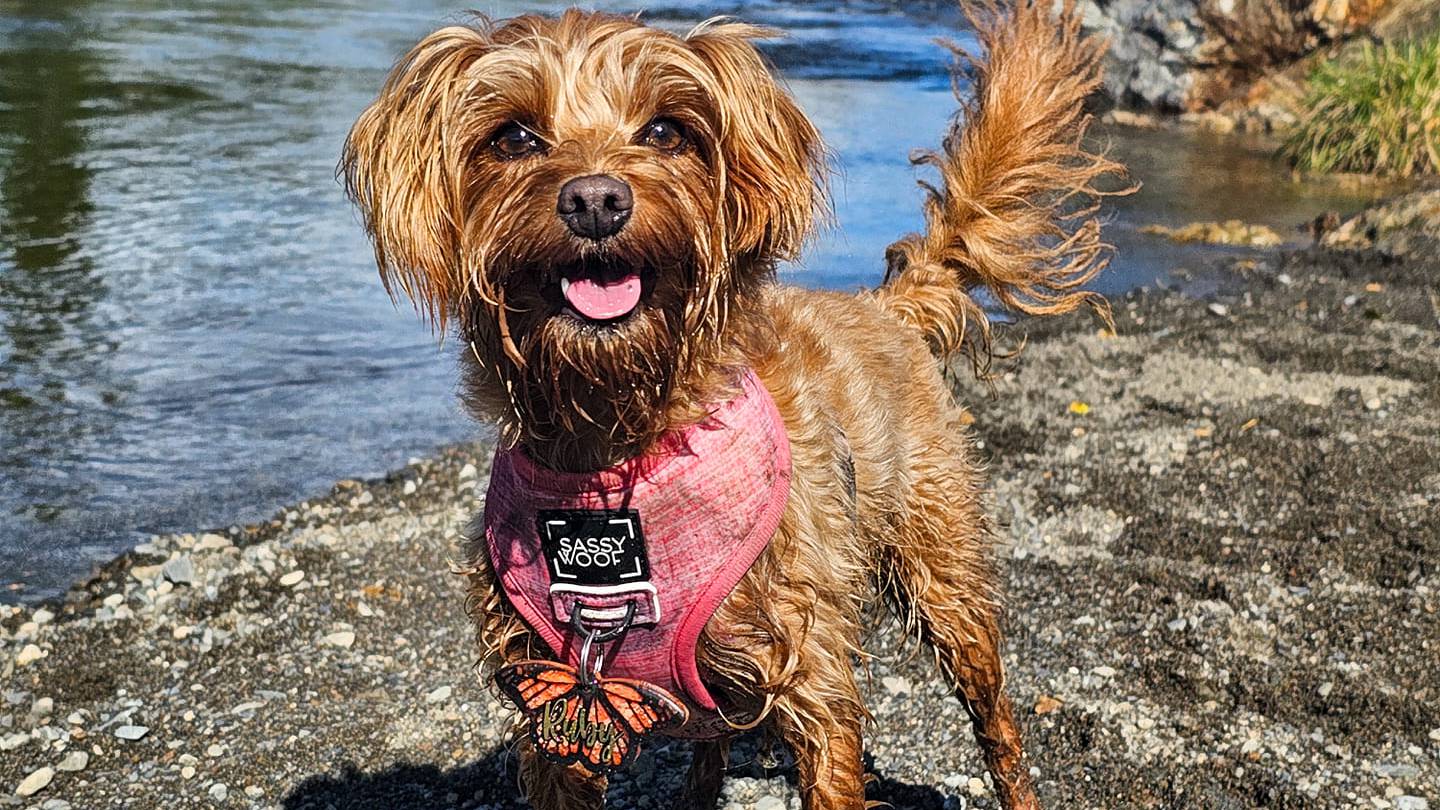 Ruby the westiepoo was killed by a dirt bike rider on Monday afternoon. Photo / Supplied