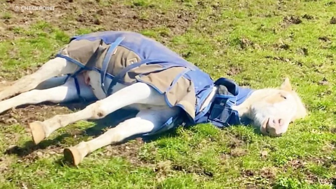 The assumed-dead horse, Slim Shady, is actually just asleep in his favourite position.