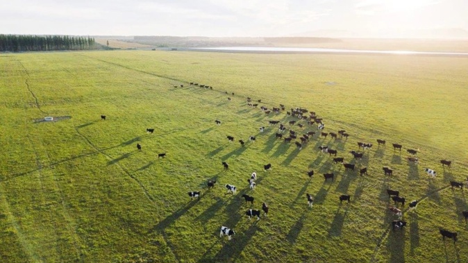 Ngāi Tahu Farming's North Canterbury operation at Te Whenua Hou. (Photo / Ngāi Tahu)