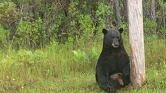 A bear was spotted "sulking" in Florida. Photo / Walton County Sheriff’s Office