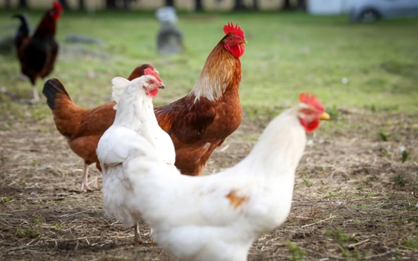 With an explosion of interest in owning chickens, the SPCA says they needs space, shelter, a dust bath and good care. Photo: RNZ / Alexander Robertson