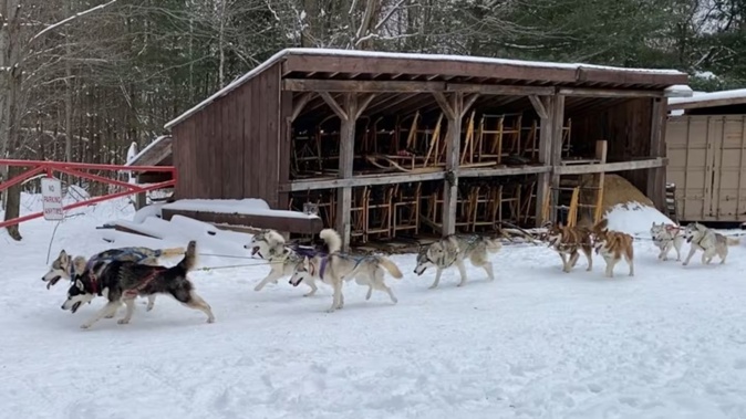 A study found Canadian working dogs need a day to recover after daylight saving time, unlike pet dogs. Photo / Ming Fei Li
