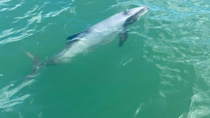 The Hector's dolphin spotted in Whangārei Harbour in early September. Photo / Supplied