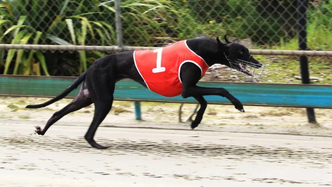 Postman Pat has now entered Jason Thompson’s kennels. Photo / Dave Robbie