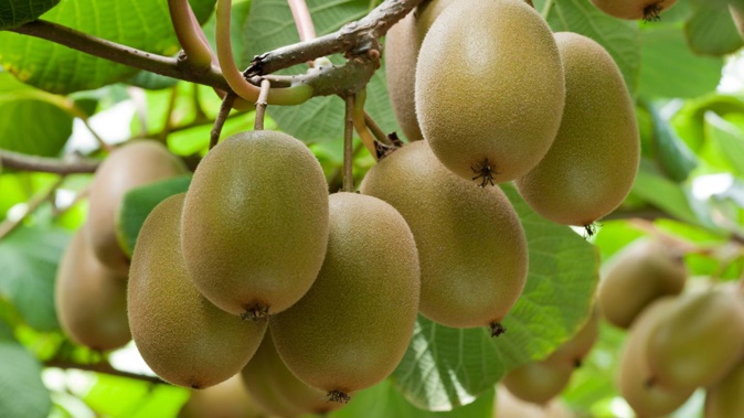 Zespri to ensure squeezed green fruit growers have a chance at securing a gold fruit licences. Photo / Supplied