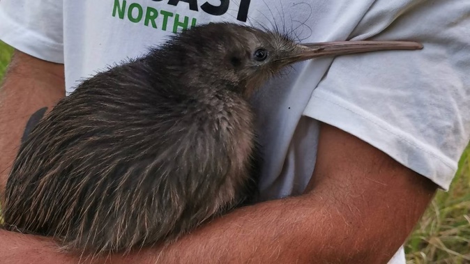 Accredited kiwi handler Cam McInnes with Te Ao Tahi at release. Photo / Kiwi Coast.