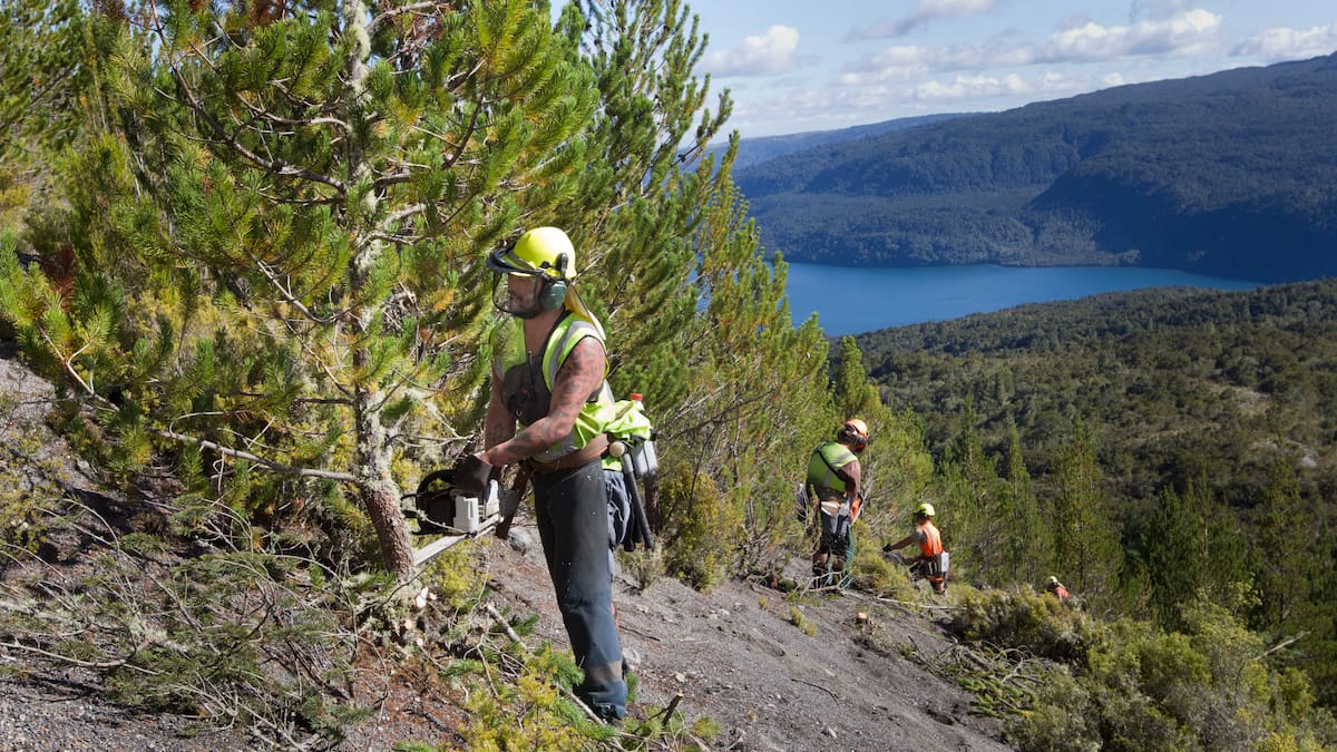 Govt announces $79m boost for tourism and farming by tackling wilding pines