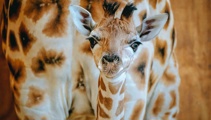 Auckland Zoo welcomes newest member after birth of giraffe calf 