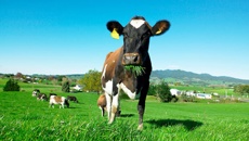 GDT: Dairy prices fall 1.4% after technical difficulties delay results